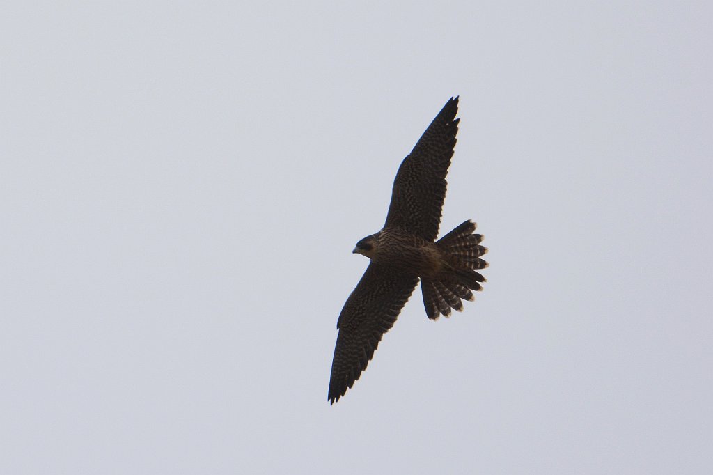 Hawk, Perigrine Falcon, 2015-06142521 Point Reyes National Seashore, CA.JPG - Perigrine Falcon in flight. Point Reyes National Seashore, CA,6-14-2015